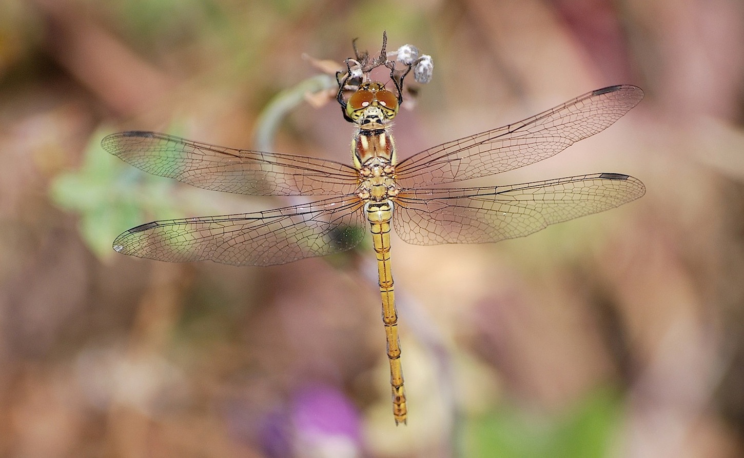 Sympetrum fonscolombii ?